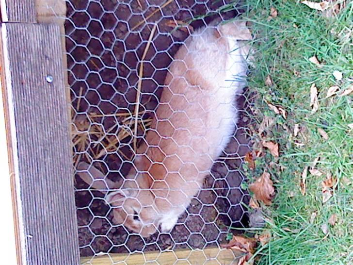 Kanin Nuga billede 10