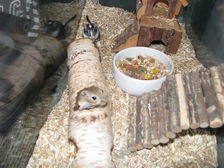 Ørkenrotte Trold billede 7