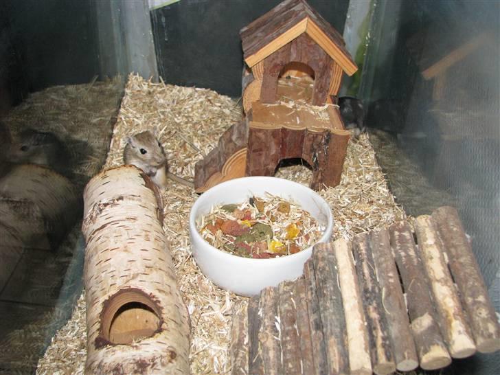 Ørkenrotte Trold billede 8