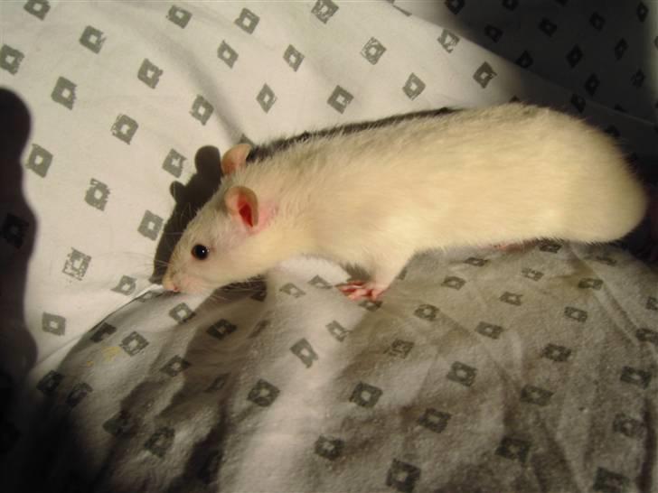 Tamrotte Aya RIP - 6/5-08 billede 2