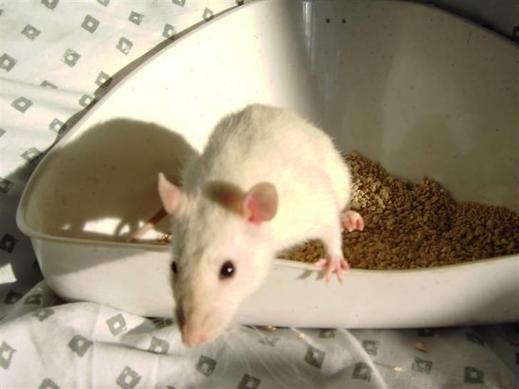 Tamrotte Aya RIP - 6/5-08 billede 3