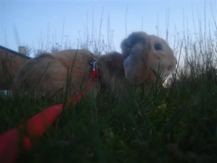 Kanin Punker † R.I.P :'( † billede 13