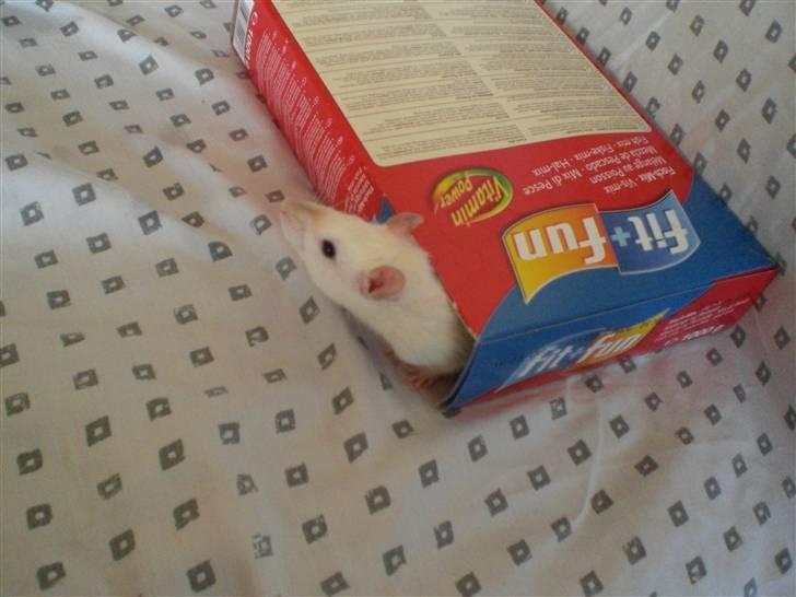 Tamrotte Aya RIP - 23/7-08 billede 4