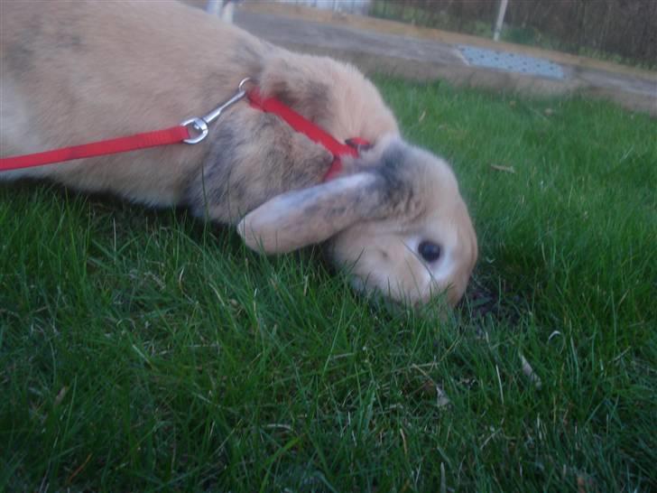 Kanin Punker † R.I.P :'( † billede 14