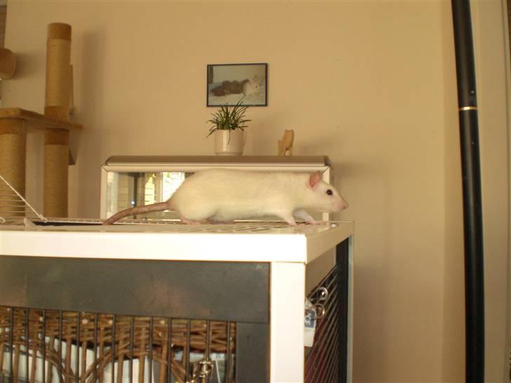 Tamrotte Aya RIP - 21/9-08 billede 5