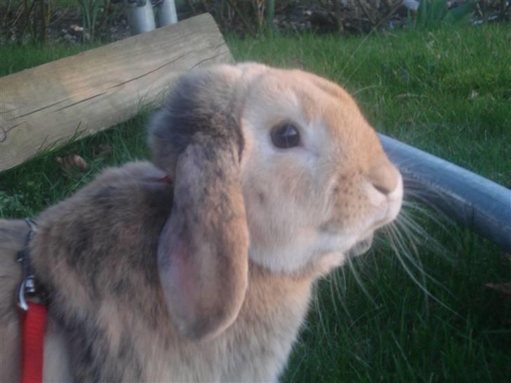 Kanin Punker † R.I.P :'( † billede 15