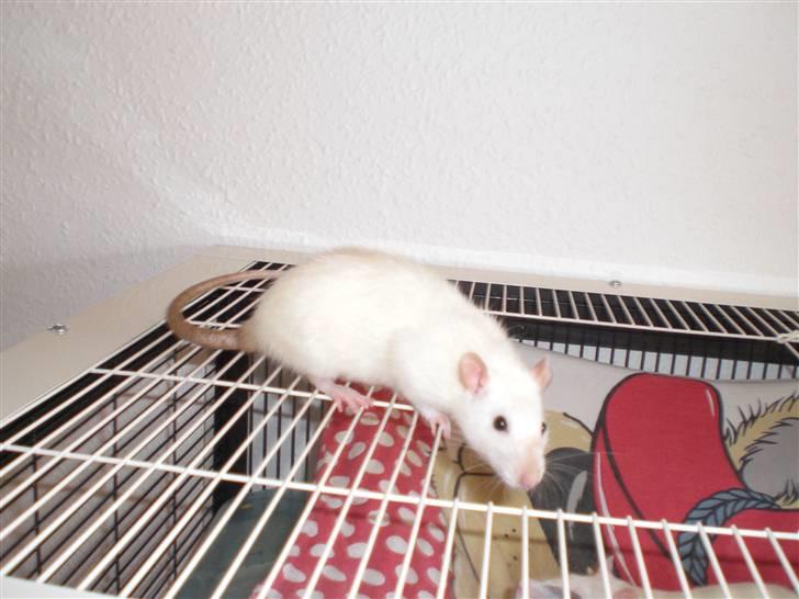 Tamrotte Aya RIP - 7/11-08 billede 6