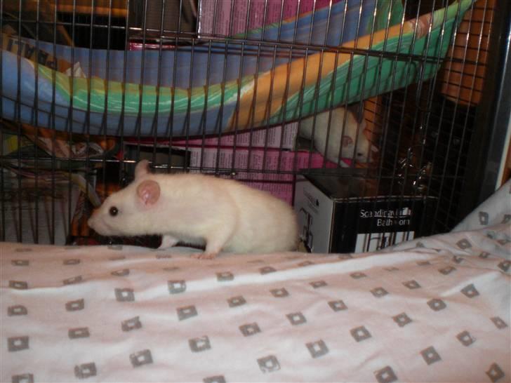 Tamrotte Aya RIP - 2/12-08 billede 7