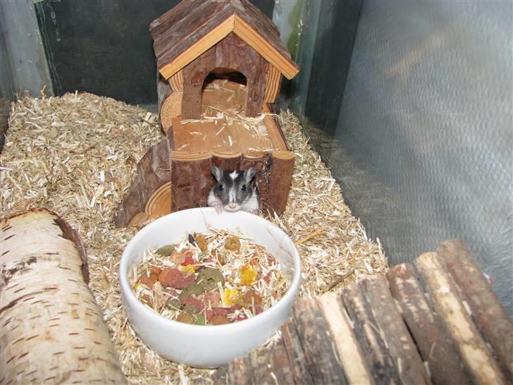 Ørkenrotte Digger billede 1