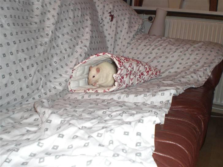 Tamrotte Aya RIP - 6/3-09 billede 8