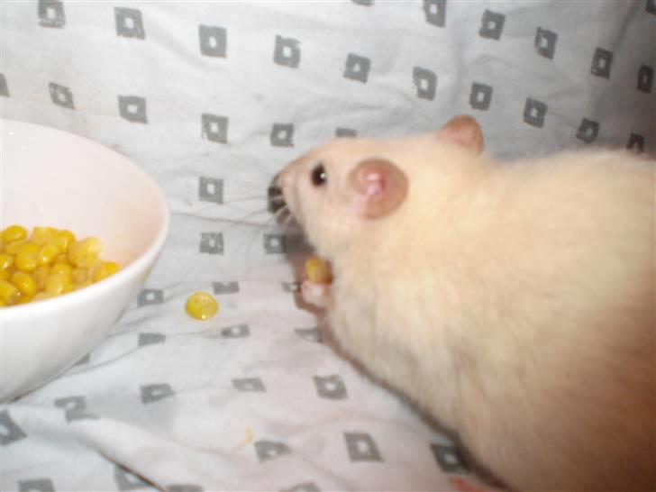 Tamrotte Aya RIP - 6/3-09 billede 9