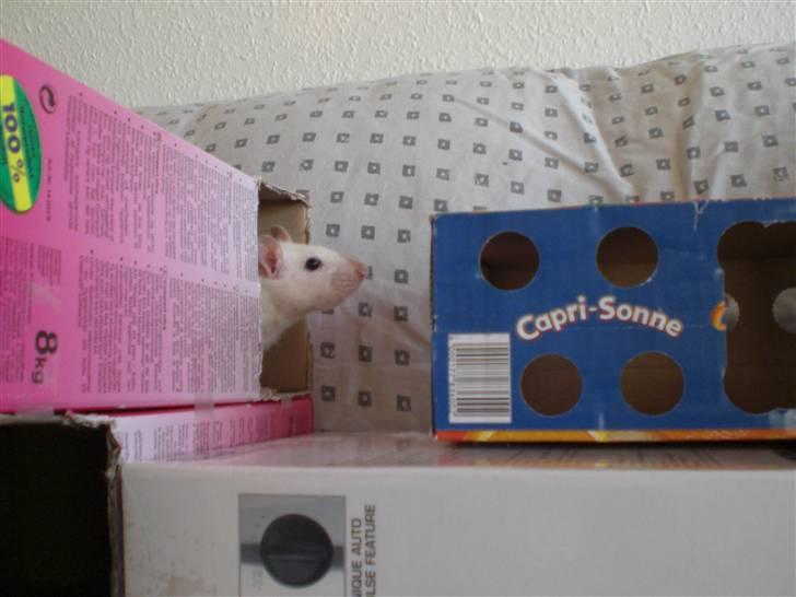 Tamrotte Aya RIP - 21/4-09 billede 10