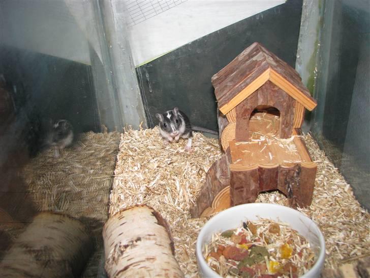 Ørkenrotte Digger billede 2