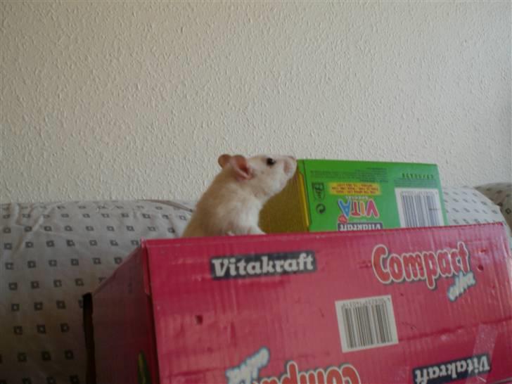 Tamrotte Aya RIP - 21/4-09 billede 11