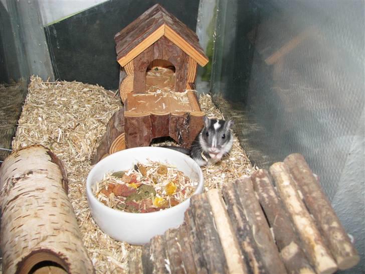 Ørkenrotte Digger billede 3