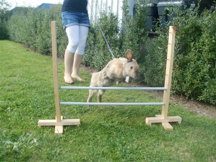 Kanin Perle billede 11