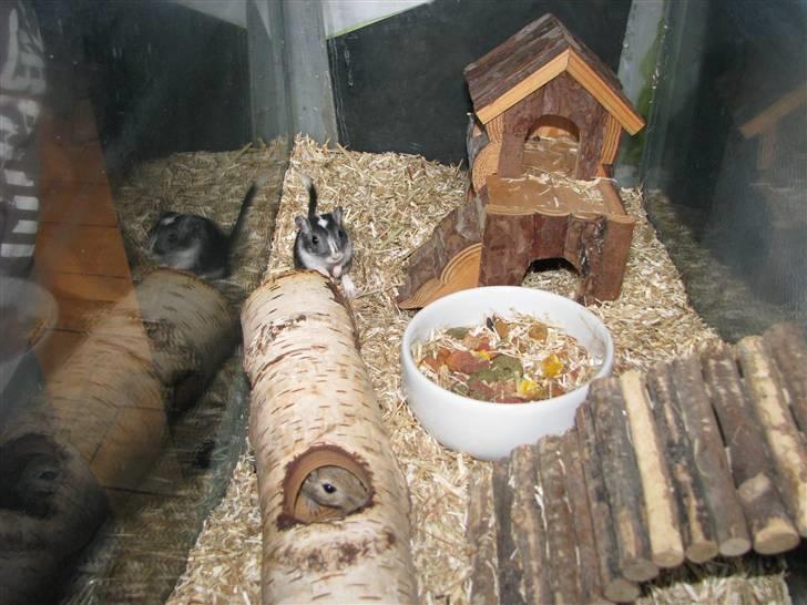 Ørkenrotte Digger billede 4