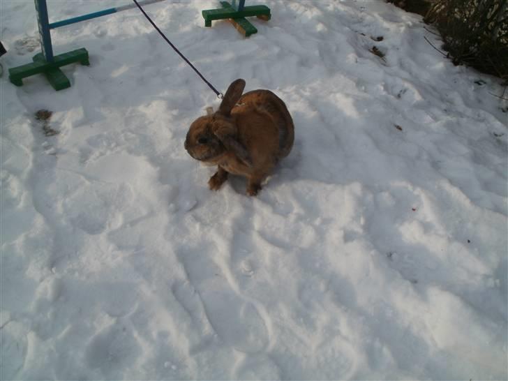 Kanin Perle billede 12