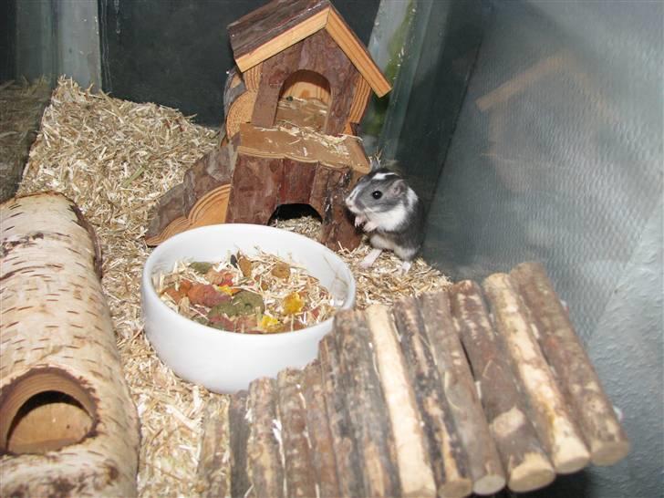 Ørkenrotte Digger billede 5