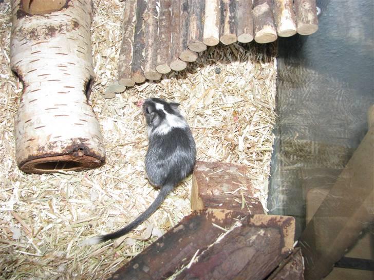 Ørkenrotte Digger billede 6