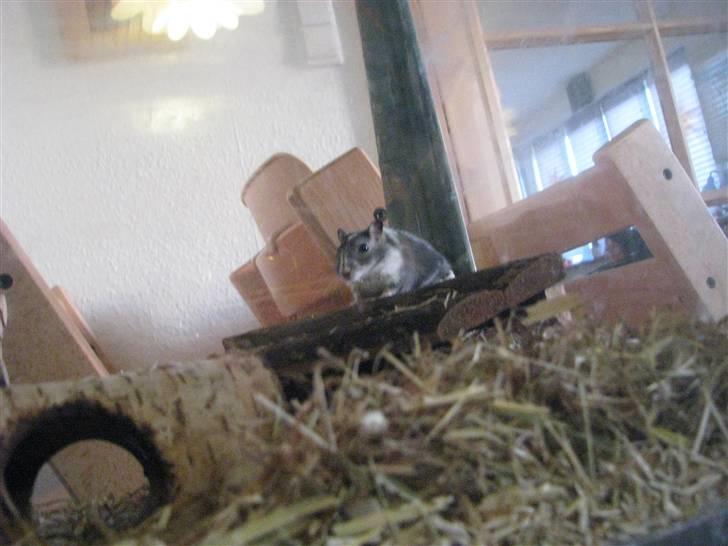 Ørkenrotte Digger billede 7