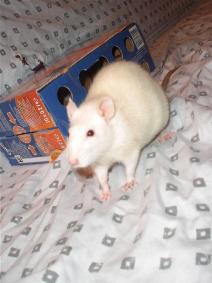 Tamrotte Fly RIP - 29/11-09 billede 1