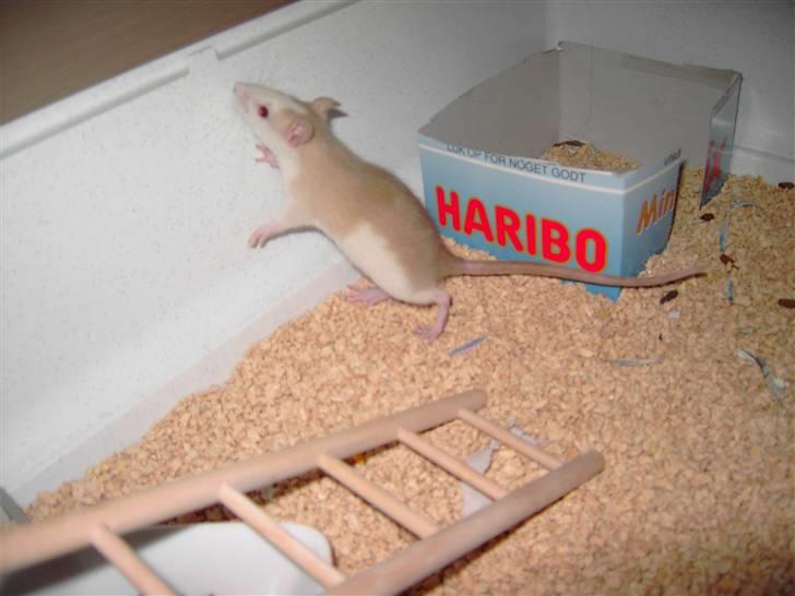 Tamrotte Fly RIP - En af de første dage hvor hun var kommet hjem. billede 2