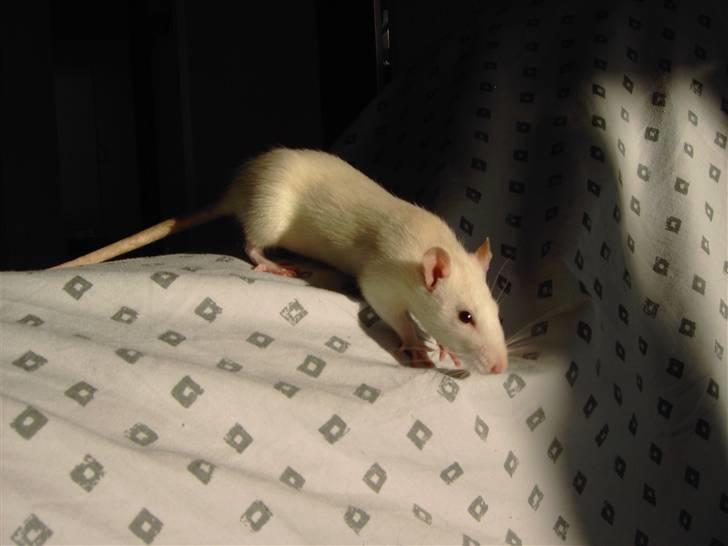 Tamrotte Fly RIP - 6/5-08 billede 3