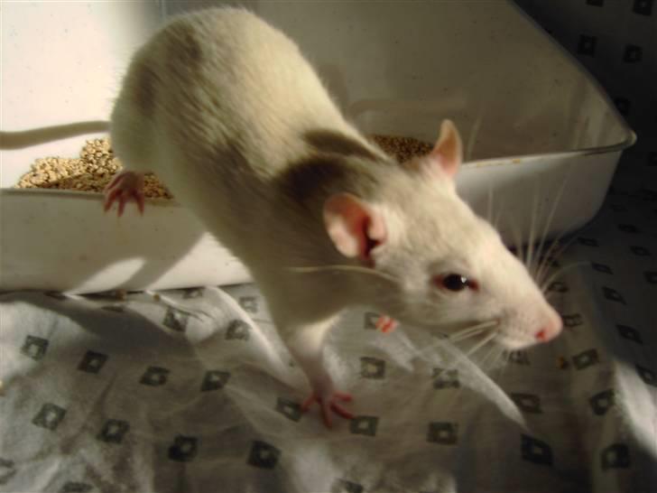 Tamrotte Fly RIP - 6/5-08 billede 4