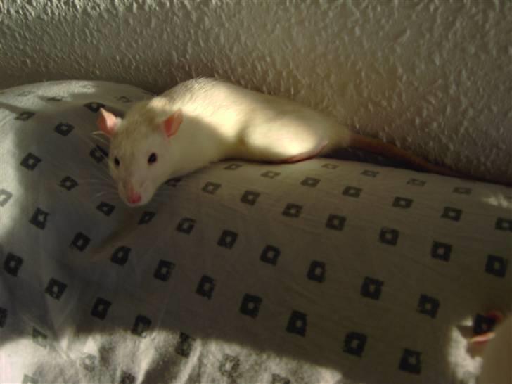 Tamrotte Fly RIP - 6/5-08 billede 5