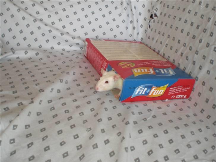 Tamrotte Fly RIP - 23/7-08 billede 6