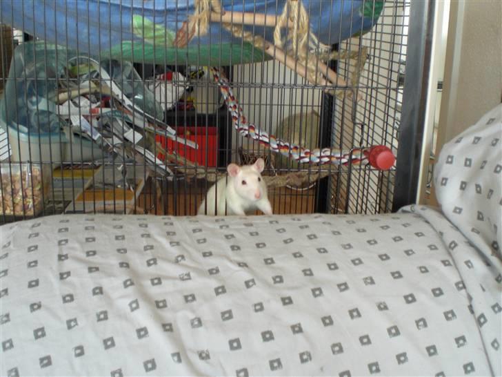 Tamrotte Fly RIP - 7/11-08 billede 7