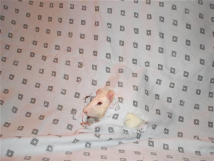 Tamrotte Fly RIP - 2/12-08 billede 8