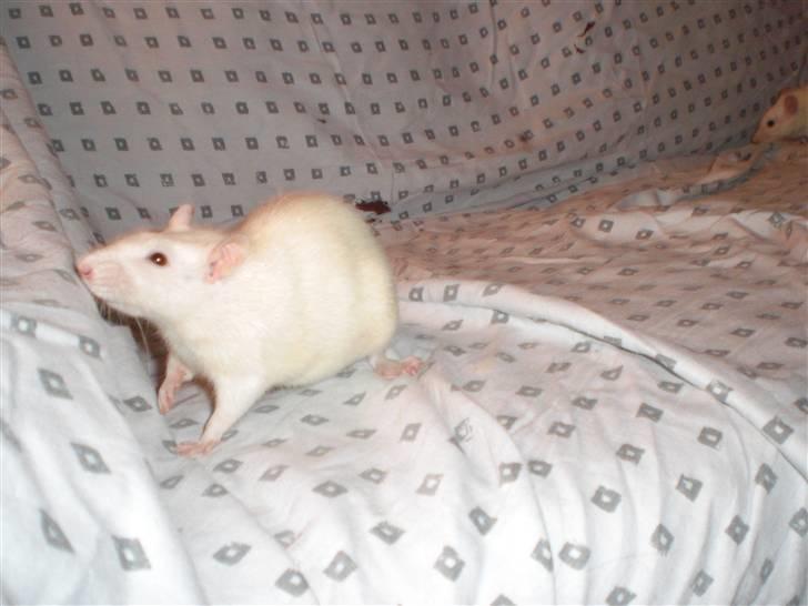 Tamrotte Fly RIP - 6/3-09 billede 9