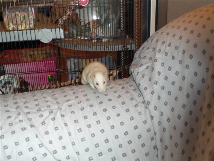 Tamrotte Fly RIP - 6/3-09 billede 10