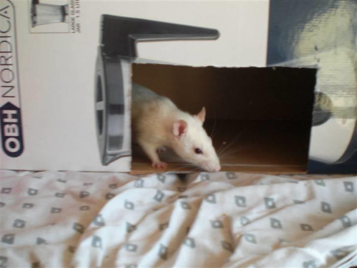 Tamrotte Fly RIP - 21/4-09 billede 11