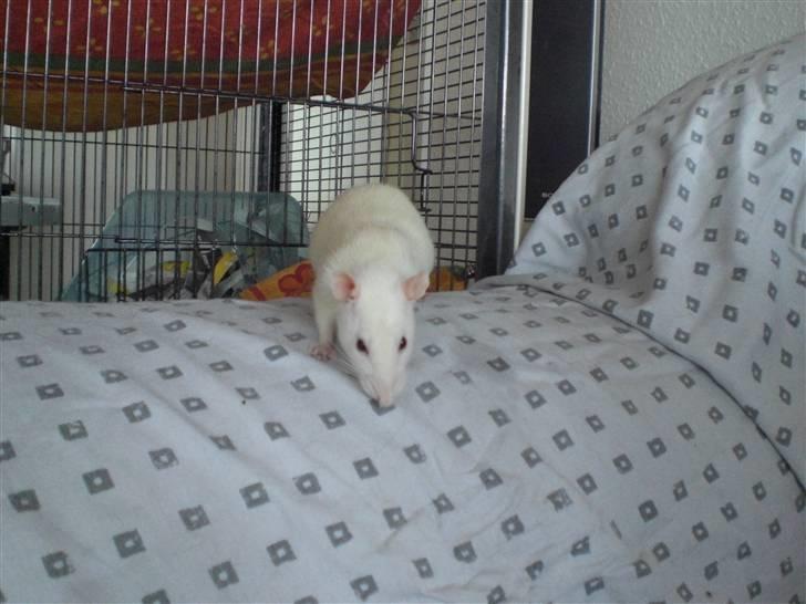 Tamrotte Fly RIP - 19/7-09 billede 12