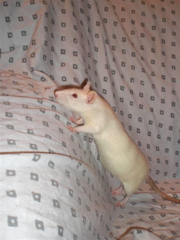 Tamrotte Fly RIP - 29/11-09 billede 13