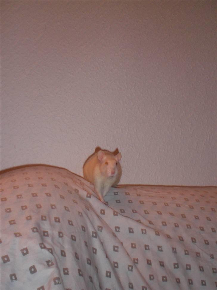 Tamrotte Fly RIP - 29/11-09 billede 14