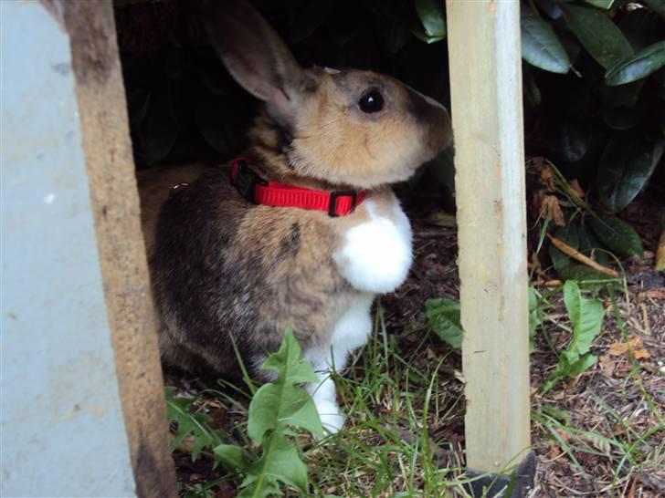 Kanin Bambi (Bambino)  billede 11