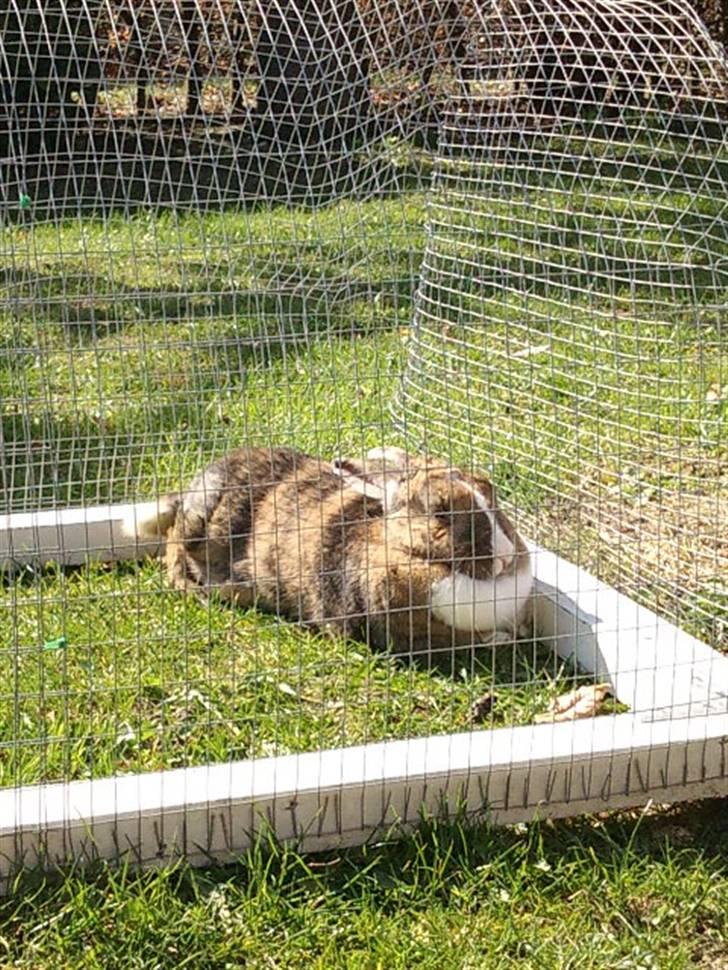 Kanin Bambi (Bambino)  billede 12