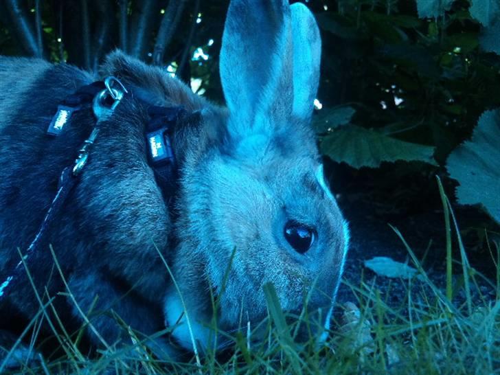 Kanin Bambi (Bambino)  billede 13