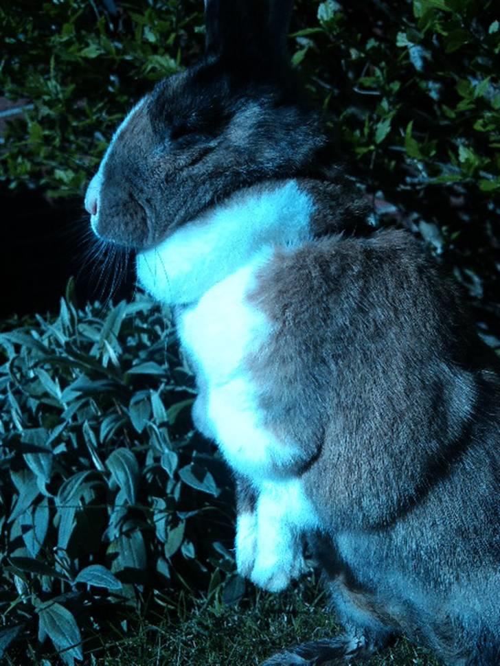 Kanin Bambi (Bambino)  billede 14