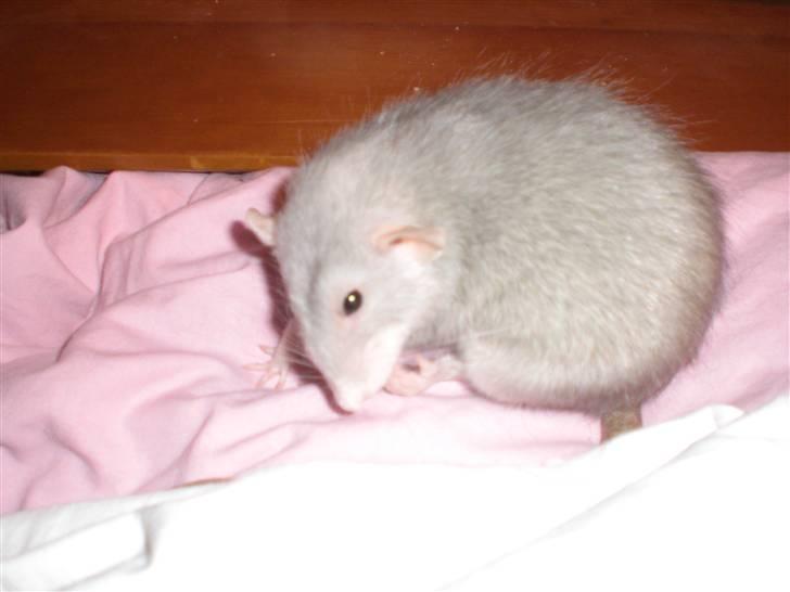 Tamrotte Andalusia RIP - 21/12-09 billede 1