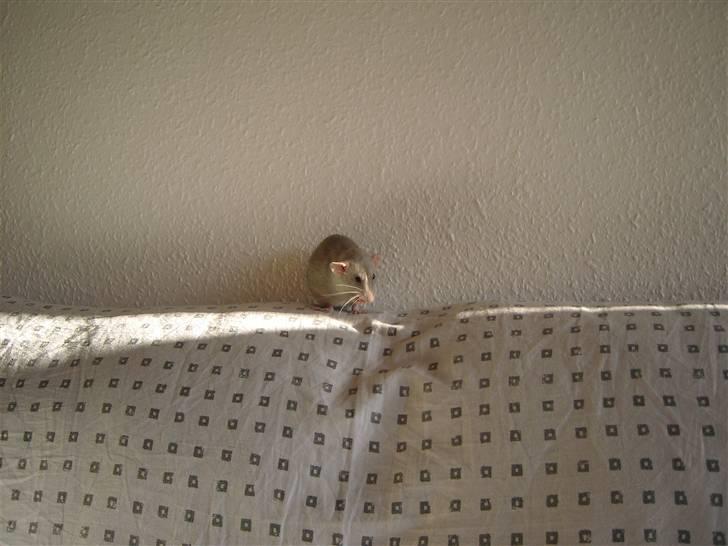 Tamrotte Andalusia RIP - 6/5-08 billede 2