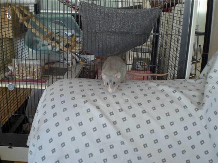 Tamrotte Andalusia RIP - 23/7-08 billede 3