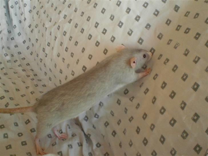 Tamrotte Andalusia RIP - 21/9-08 billede 4