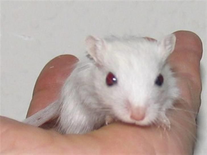 Ørkenrotte snehvide billede 1