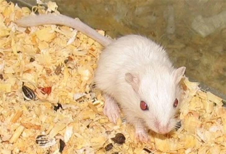 Ørkenrotte snehvide billede 2