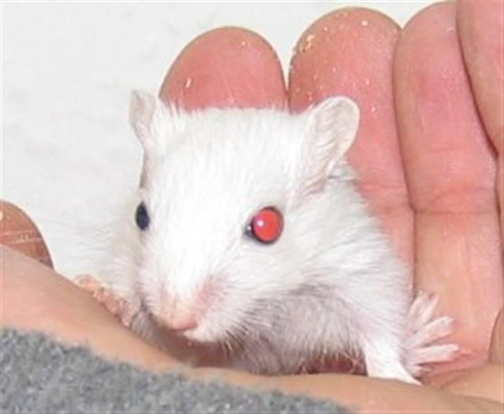 Ørkenrotte snehvide billede 3